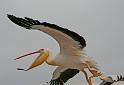 099 Walvis Bay, mola mola dolphin tour